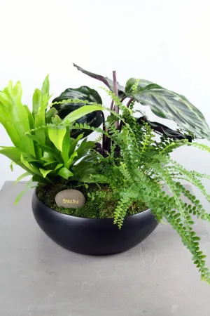 Indoor Garden Bowl in a Simply Low Black Bowl