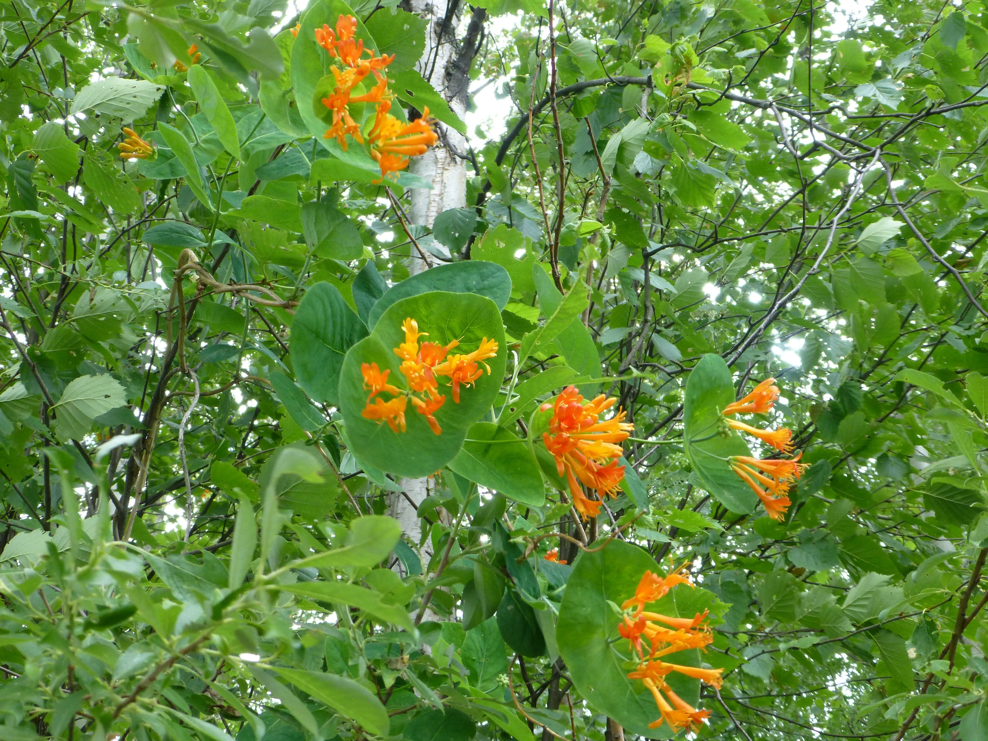 Orange Honeysuckle  10 Seeds  Lonicera ciliosa  USA Company