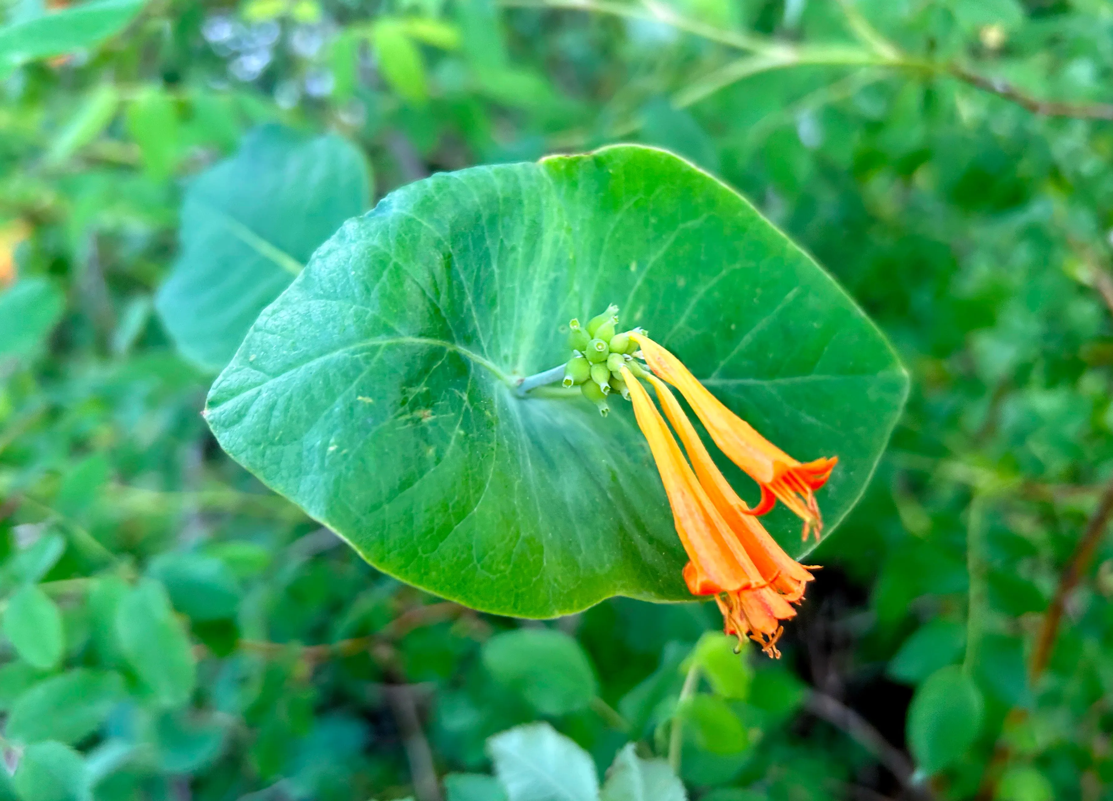 Orange Honeysuckle  10 Seeds  Lonicera ciliosa  USA Company