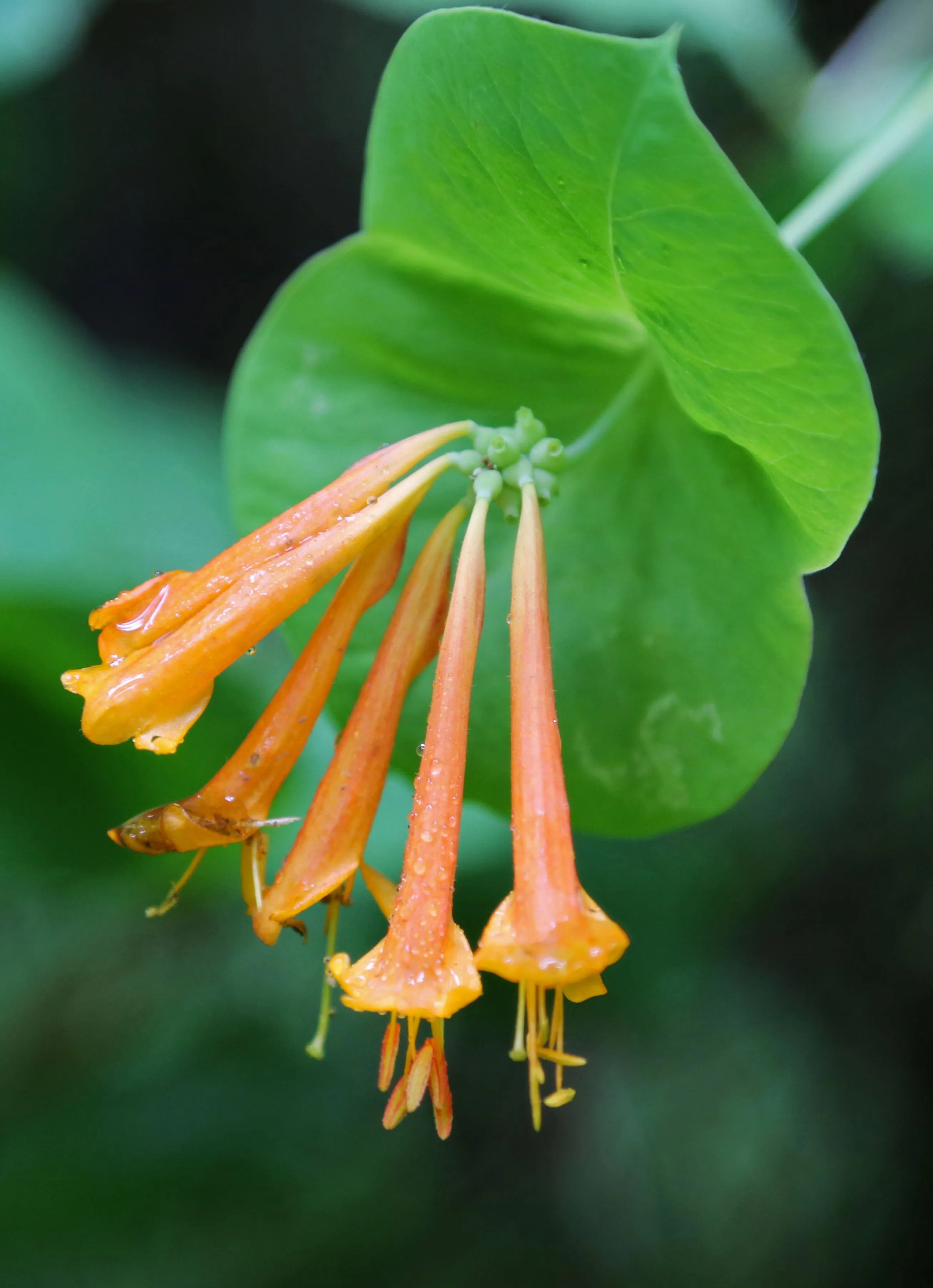 Orange Honeysuckle  10 Seeds  Lonicera ciliosa  USA Company