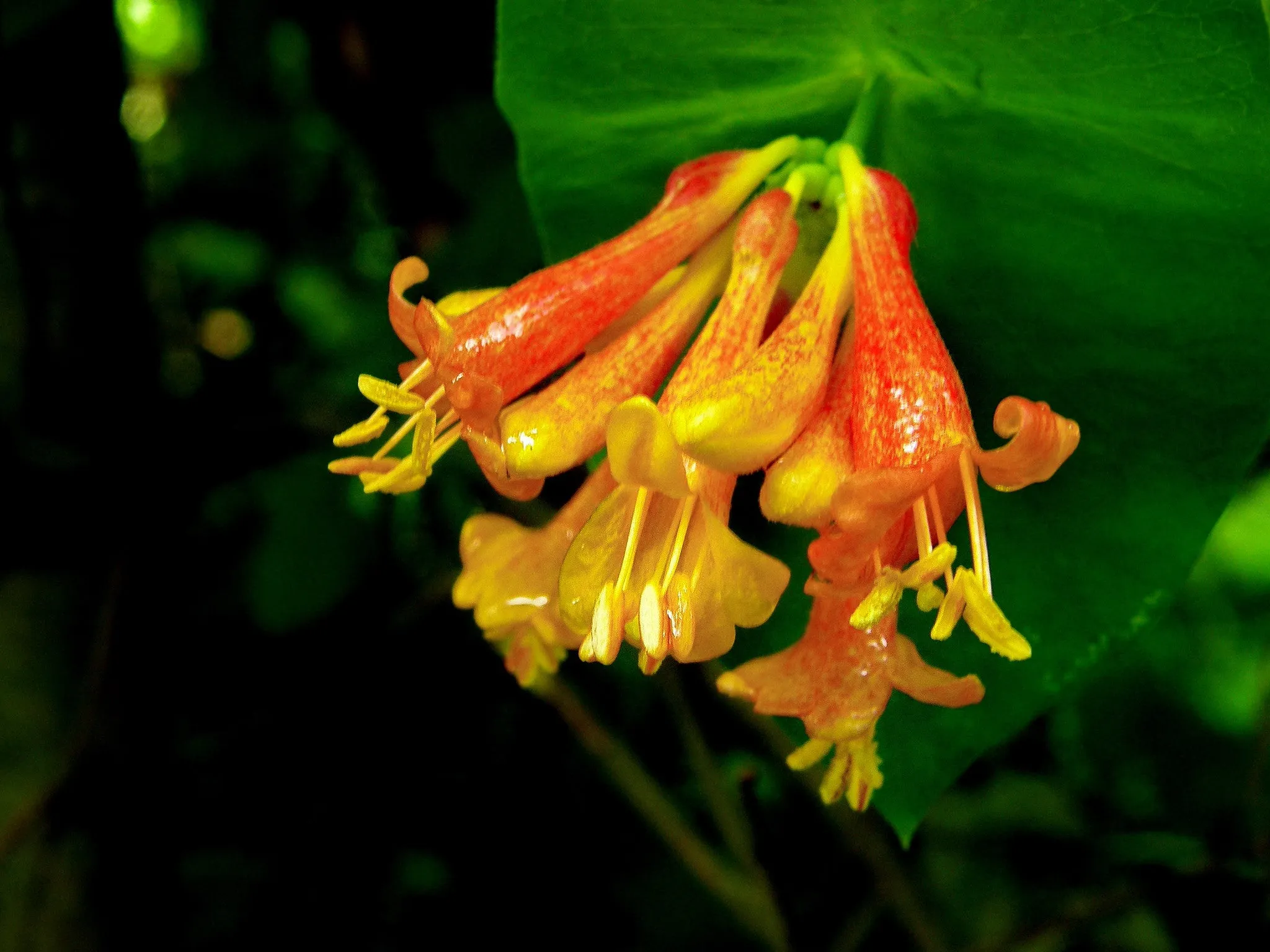 Orange Honeysuckle  10 Seeds  Lonicera ciliosa  USA Company