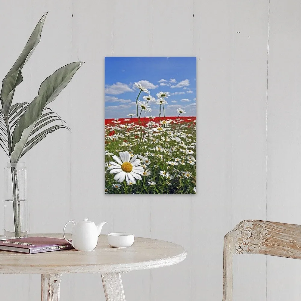 "A farmland field of white ox-eyed daisies and red poppies" Canvas Wall Art