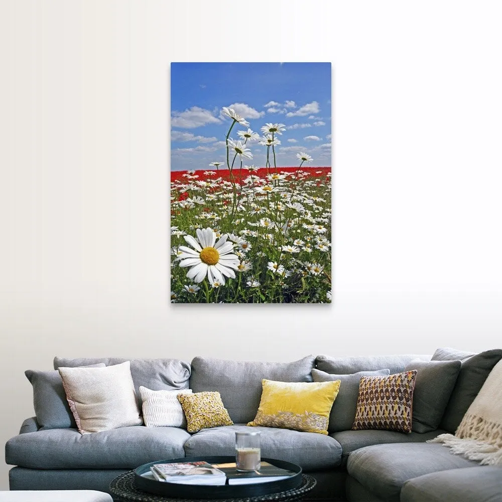 "A farmland field of white ox-eyed daisies and red poppies" Canvas Wall Art