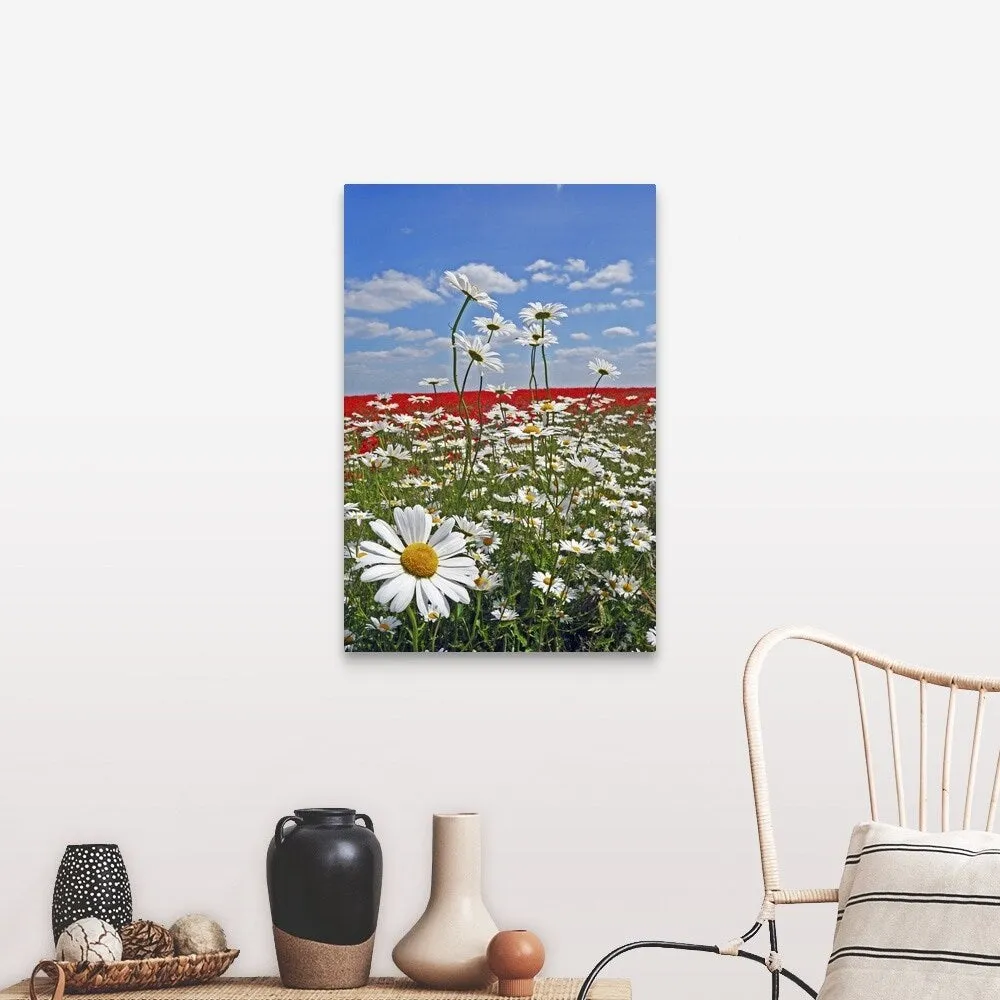 "A farmland field of white ox-eyed daisies and red poppies" Canvas Wall Art