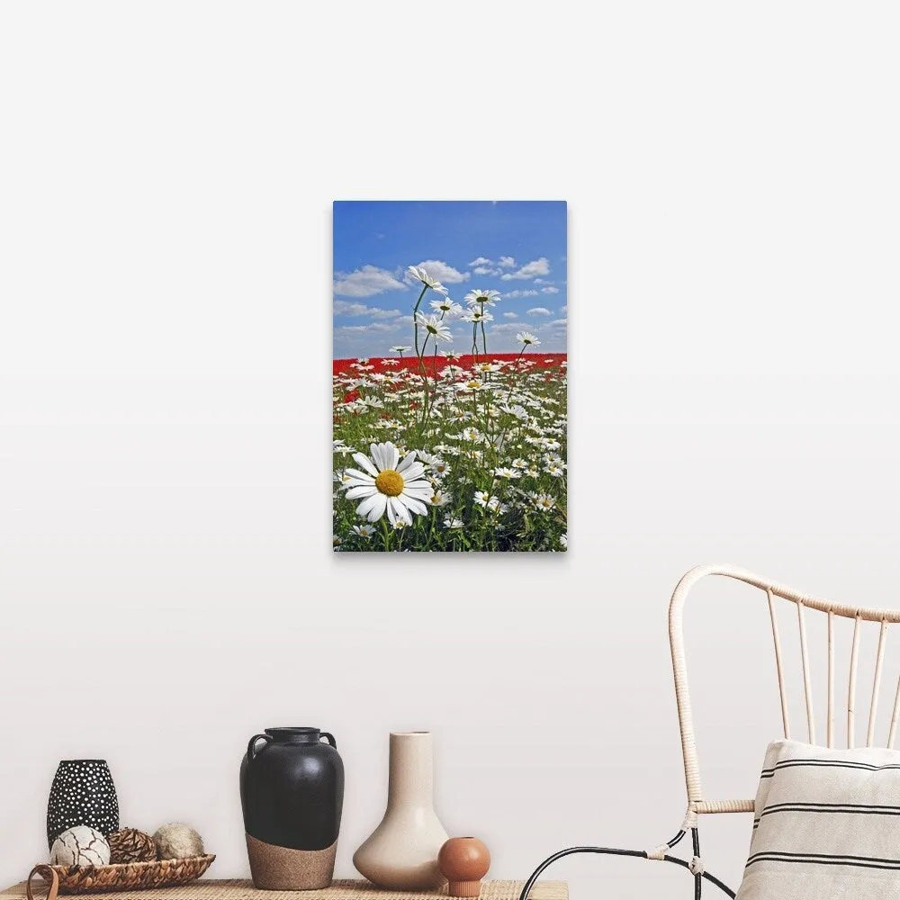 "A farmland field of white ox-eyed daisies and red poppies" Canvas Wall Art